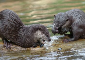 Voorlopig geen otters te zien in Wildlands Emmen