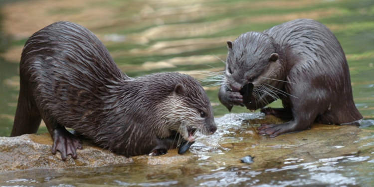 Beeld: Wildlands