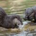 Voorlopig geen otters te zien in Wildlands Emmen