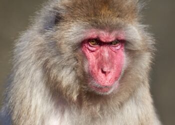 Artis stopt met Japanse makaken, verblijf wordt dit najaar verbouwd