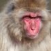 Artis stopt met Japanse makaken, verblijf wordt dit najaar verbouwd