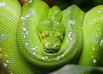 Sloop vogelhuis Burgers’ Zoo aangekondigd, nieuwe ecodisplay laat op zich wachten