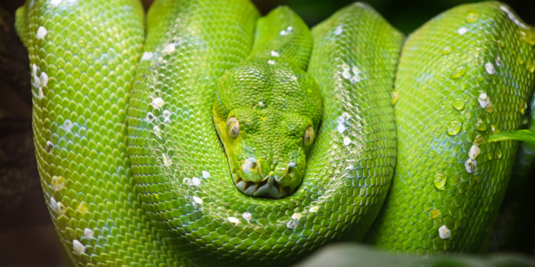 De boompython mag als een van de weinige dieren uit de Fazanterie hoogstwaarschijnlijk wel blijven in Burgers' Zoo. Beeld: BreakingTheWalls