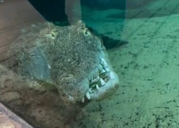 Scheefgebekte Blijdorp-krokodil gaat viraal op TikTok