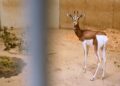 GaiaZoo Kerkrade voegt nieuwe diersoort toe aan savanne: mhorrgazelles