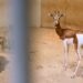 GaiaZoo Kerkrade voegt nieuwe diersoort toe aan savanne: mhorrgazelles