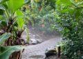 Laatste week voor vlinderkas in Noord-Holland: definitieve sluiting nadert