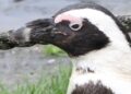 Laatste week voor vlinderkas in Noord-Holland: definitieve sluiting nadert