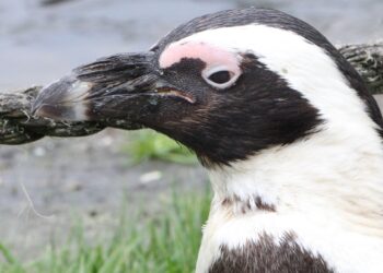 Laatste week voor vlinderkas in Noord-Holland: definitieve sluiting nadert