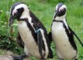 Doorloopverblijf AquaZoo gesloten na meerdere sterfgevallen bij pinguïns