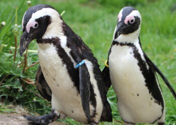 Doorloopverblijf AquaZoo gesloten na meerdere sterfgevallen bij pinguïns