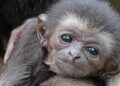 Baby-gibbon mogelijk overleden door mandarijn van bezoeker in Ouwehands Dierenpark