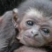 Baby-gibbon mogelijk overleden door mandarijn van bezoeker in Ouwehands Dierenpark