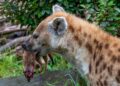 Opvallend: dierentuin doodt stokstaartjes en voert ze aan hyena’s