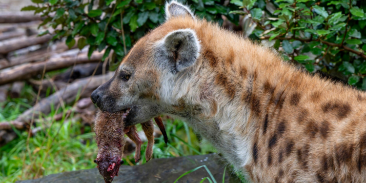 Beeld: Zoo Zürich, Fabio Süess