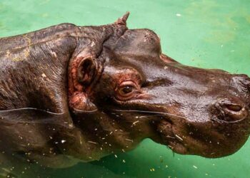Nijlpaard Hermien ingeslapen in Zoo Antwerpen, weken na aankondiging