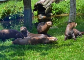 AquaZoo Leeuwarden gaat mannengroep reuzenotters verhuizen