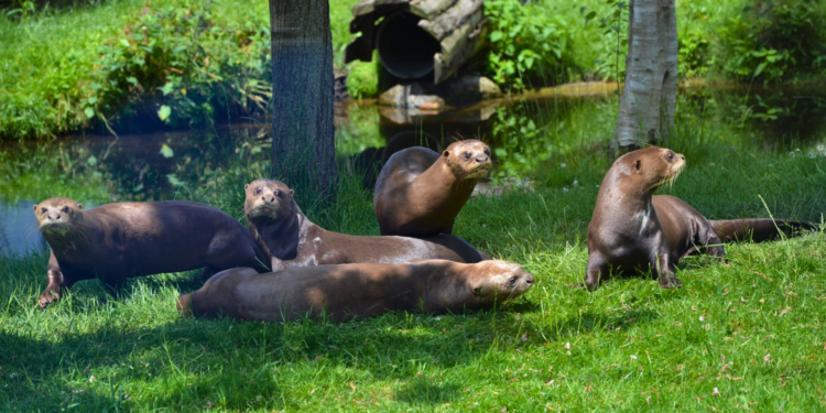 Beeld: AquaZoo