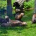 AquaZoo Leeuwarden gaat mannengroep reuzenotters verhuizen