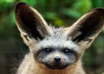 Tekening onthuld voor nieuw verblijf Safaripark Beekse Bergen