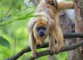 GaiaZoo verwelkomt als vierde Nederlandse dierentuin zwarte brulapen