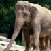 Er komen geen olifanten in GaiaZoo: ’te weinig ruimte’