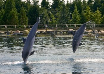 Weinig steun in Tweede Kamer voor uitsterfbeleid dolfijnen in Dolfinarium