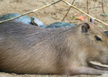 Populaire capibara’s weer te zien in Burgers’ Zoo na korte afwezigheid