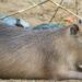 Populaire capibara’s weer te zien in Burgers’ Zoo na korte afwezigheid