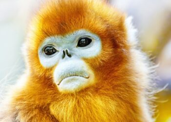 Frans dierenpark wordt eerste plek in Europa met gouden neusapen