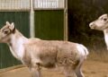 Rendieren na negen maanden weer te zien in Diergaarde Blijdorp