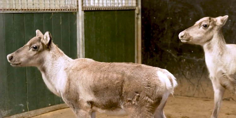 Beeld: Diergaarde Blijdorp