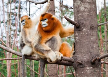 Frans dierenpark wordt eerste plek in Europa met gouden neusapen