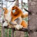 Frans dierenpark wordt eerste plek in Europa met gouden neusapen