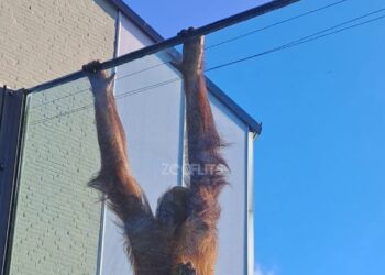 Beelden: Orang-oetan breekt bijna uit verblijf in Ouwehands Dierenpark