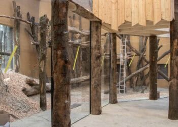 Openingsdatum bekend nieuw chimpanseeverblijf DierenPark Amersfoort