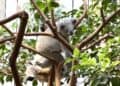 Meerdere koala’s dood in Duitse dierentuin: verblijf gesloten