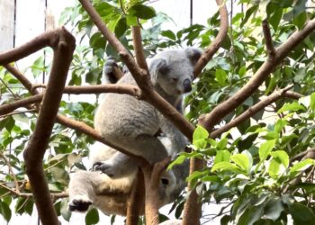 Meerdere koala’s dood in Duitse dierentuin: verblijf gesloten