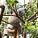 Meerdere koala’s dood in Duitse dierentuin: verblijf gesloten