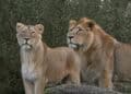 Diergaarde Blijdorp gaat buitenverblijf Aziatische leeuwen aanpassen