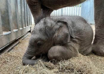 Dierentuinen betuigen steun aan Wildlands na olifantensterfte: ‘hartverscheurend’