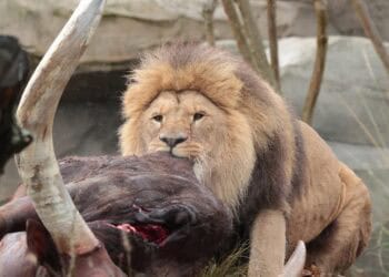 Met huid en haar: overleden Artis-bewoner opgevoerd aan leeuwen