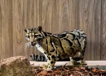 Nieuw nevelpanterverblijf ZooParc Overloon af: eerste dier gearriveerd