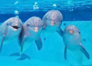 Laatste dolfinarium in België moet voor 2037 dicht