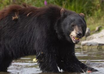 Gevecht uitgebroken tussen beren in Pairi Daiza: één dier overleden