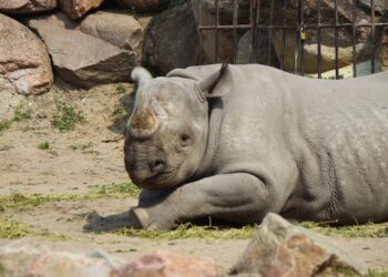 Vrienden van Blijdorp steekt 500.000 euro niet in dierentuin, maar in onderzoek