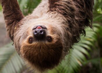 Luiaards ziek in Artis: één dier ingeslapen