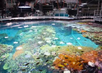 Video: kijkje achter de schermen bij rifaquarium Burgers’ Zoo