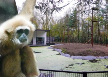 Gibbons verhuizen naar nieuw verblijf in Belgisch dierenpark