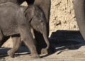Opnieuw olifantenkalf dood in Nederlandse dierentuin, dit keer in Wildlands